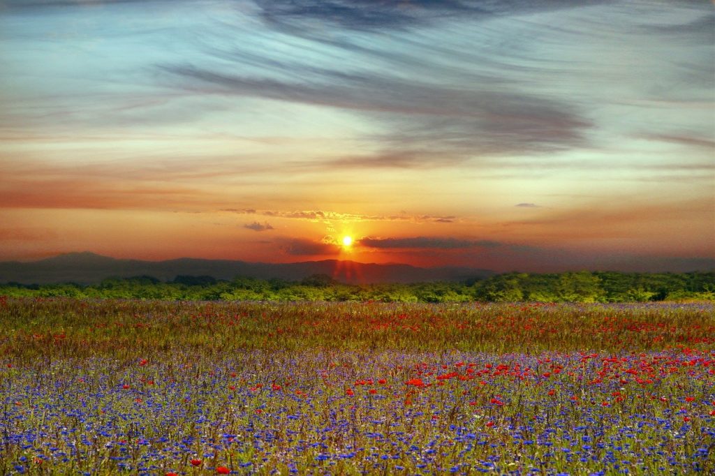 landscape, prado, flowers